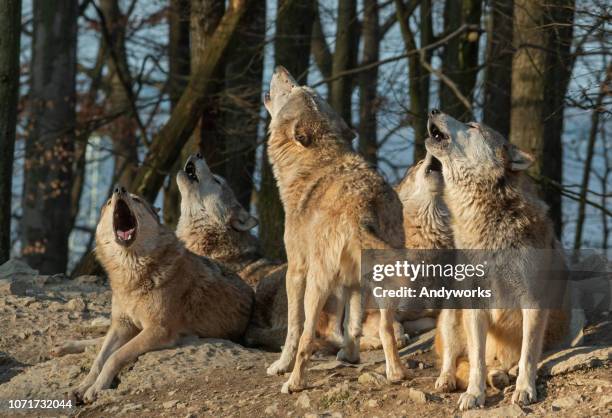 huilende wolf pack - wolf stockfoto's en -beelden