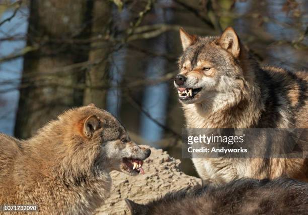 カナダのティンバーウルブズをむく - agressive wolf ストックフォトと画像