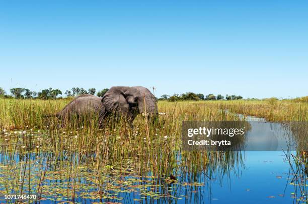 african elephant wading through the wetlands , botswana - okavango delta imagens e fotografias de stock