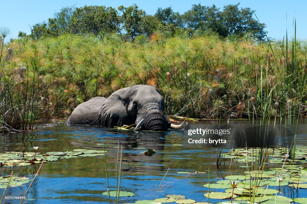 African elephant taking a bath in the wetlands of the Okavango Delta in Botswana