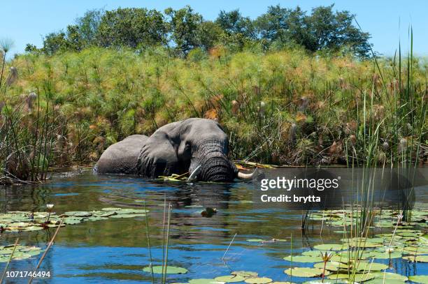 african elephant taking a bath in the wetlands of the okavango delta in botswana - river bathing stock pictures, royalty-free photos & images