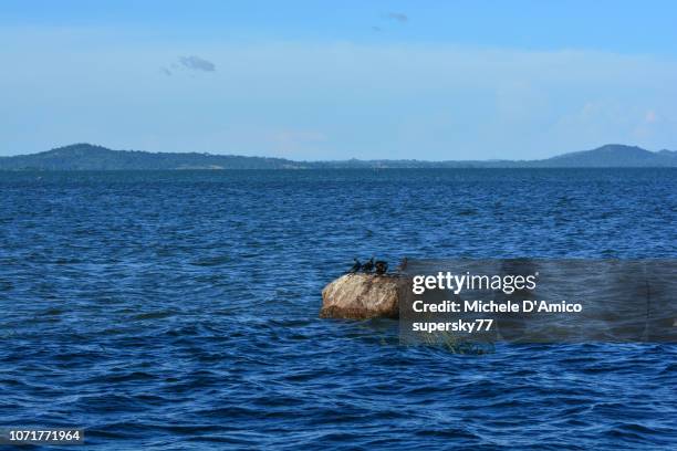 cormorants resting on a rock in lake victoria - lake victoria stock pictures, royalty-free photos & images