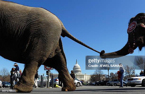 People watch as elephants of Ringling Brothers and Barnum and Bailey Circus parade past the Capitol Hill in Washington, DC, on March 16, 2010 during...