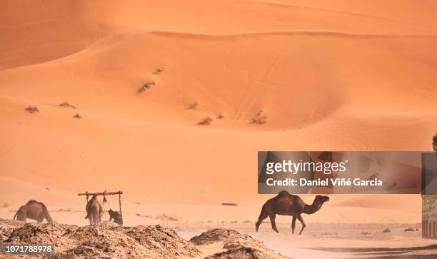 erg chebbi sand dune at sunrise, morocco, africa - dromedar stock-fotos und bilder