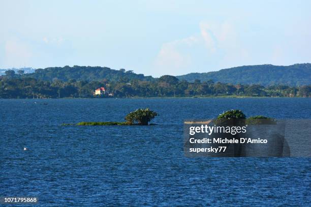 the swampy forests on the shores of lake victoria - lake victoria stock pictures, royalty-free photos & images