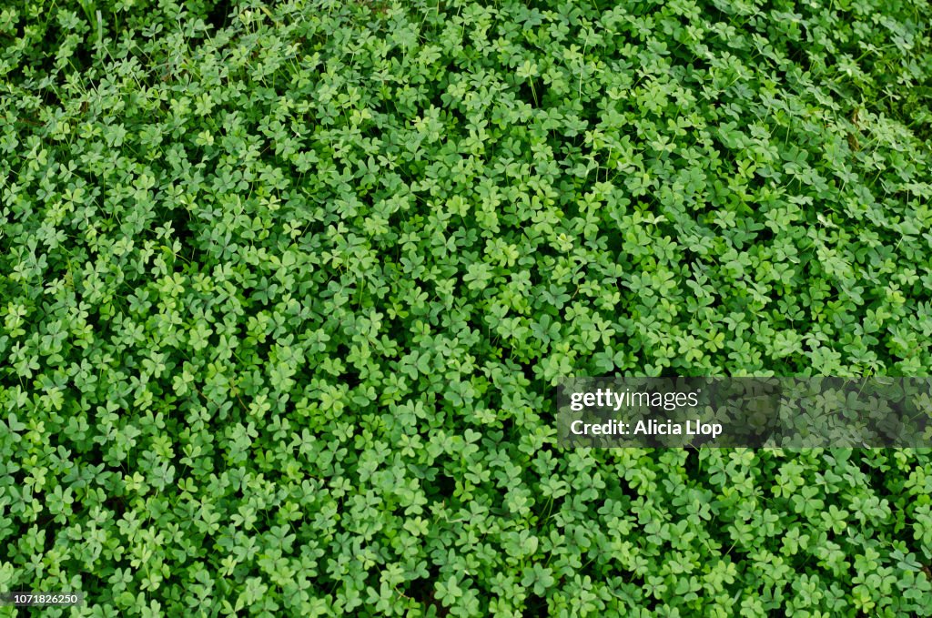 Clover top view