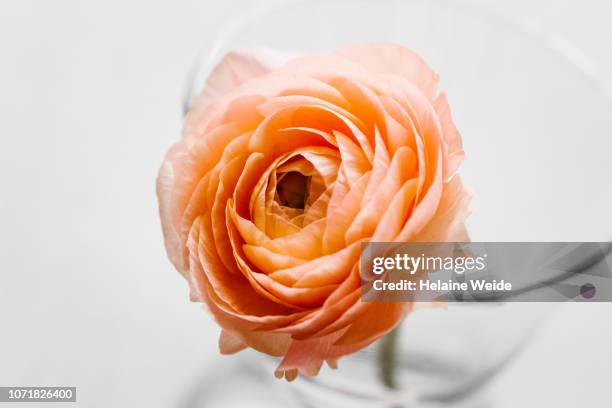 ranunculus flower - ranunculus bildbanksfoton och bilder