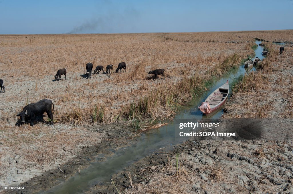Drought Threatens Iraqi Marsh Arabs Way of Life