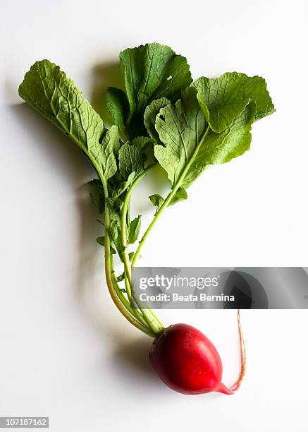 red radish with leaves on white background - radijs stockfoto's en -beelden