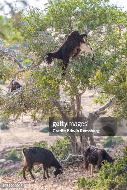 goat climbing tree to to reach food - argan oil stockfoto's en -beelden
