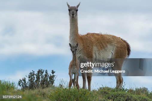 Guanaco with newborn baby Guanaco with newborn baby
