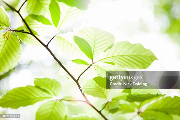 beech leaves - ugley stock pictures, royalty-free photos & images
