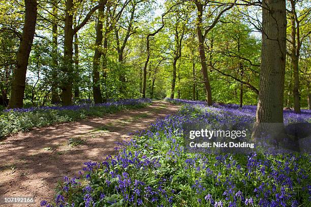 bluebells in beech woodland - ugley stock pictures, royalty-free photos & images