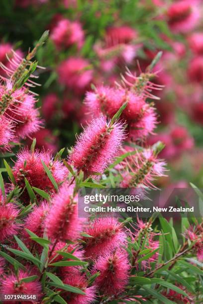 pink bottlebrush callistemon - bottlebrush stock pictures, royalty-free photos & images
