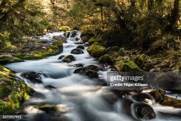 marian river, fiordland national park, new zealand - te anau stock pictures, royalty-free photos & images