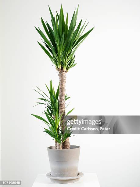 palm tree in pot - plant studio shot stock pictures, royalty-free photos & images