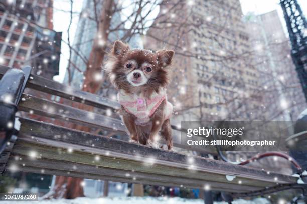 chihuahua on a bench with snow falling with city view behind - chihuahua dog stock pictures, royalty-free photos & images