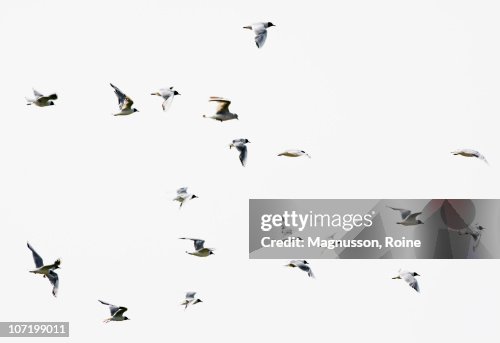 Birds in flight Birds in flight