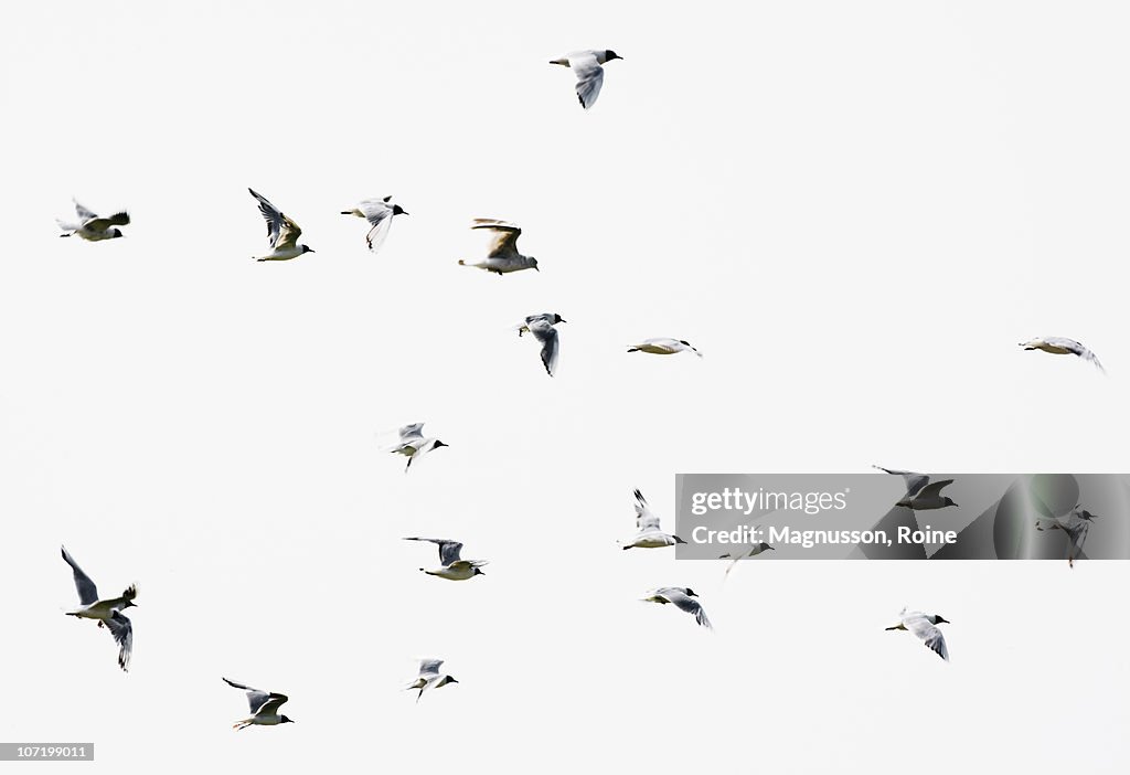 Birds in flight