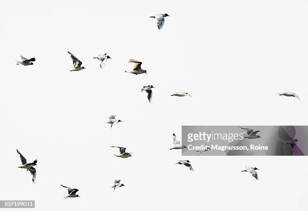 birds in flight - a flock of seagulls stock pictures, royalty-free photos & images