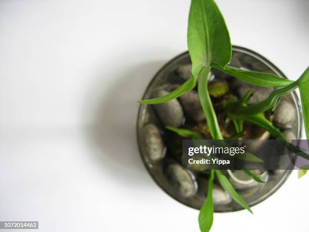 arrowhead plant - sagittaria aquatic plant stock pictures, royalty-free photos & images