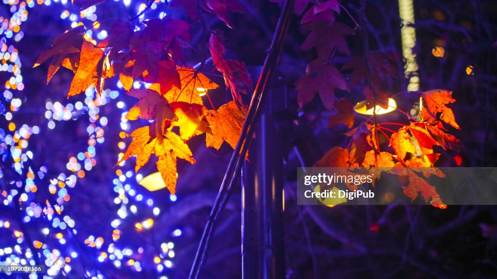 Sweetgum tree leaves against illumination