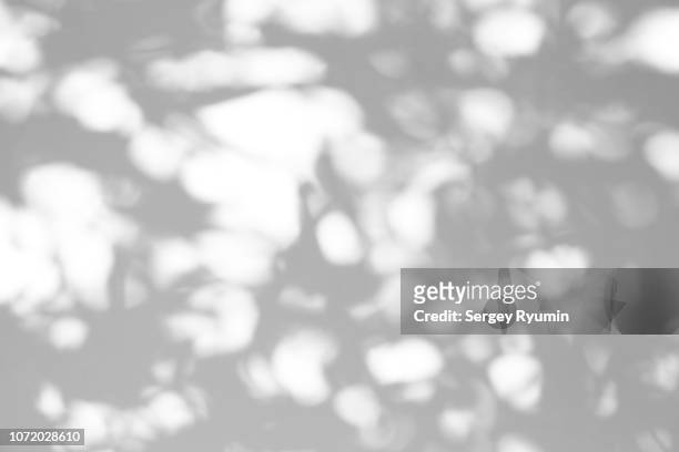 shadow of a tree on a white background. black and white image. - foco difuso fotografías e imágenes de stock