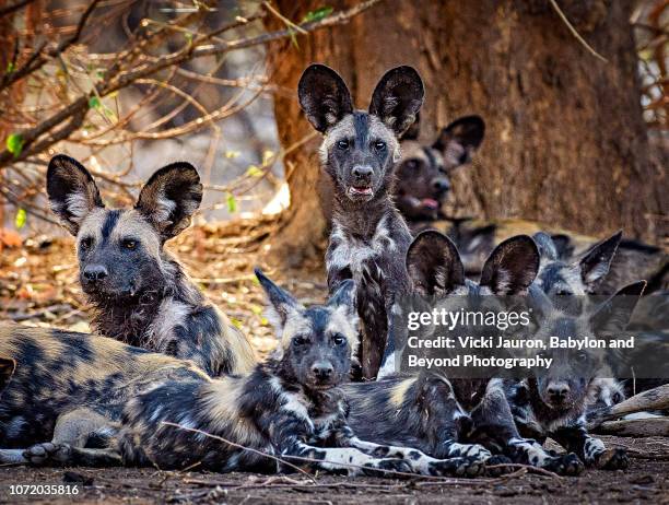 group portrait of the nyakasanga pack of painted wolves in mana pools, zimbabwe - african wild dog stock pictures, royalty-free photos & images