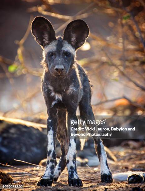 nyakasanga african wild dog also known as painted wolf poses for camera at mana pools, zimbabwe - wild dog stock pictures, royalty-free photos & images