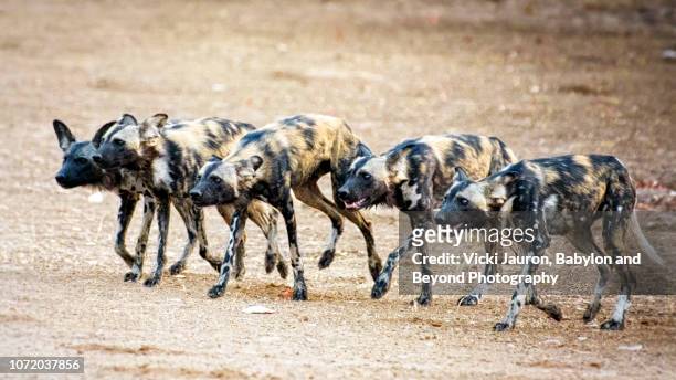 line up of african wild dogs or painted wolves in hunting mode at mana pools, zimbabwe - lycaon photos et images de collection