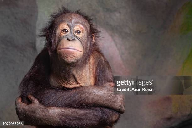 urangutan is endangered in indonisia - monkey fotografías e imágenes de stock