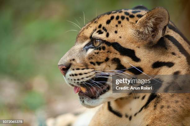 portrait of beautiful adult male clouded leopard (neofelis nebulosa) - nebelparder stock-fotos und bilder