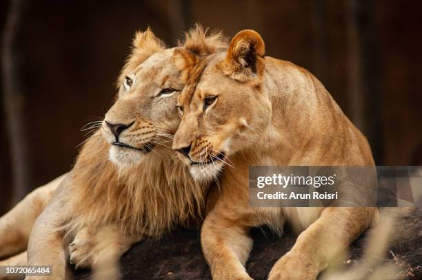 male and female lions  lying down together on the ground - lion lioness stock pictures, royalty-free photos & images