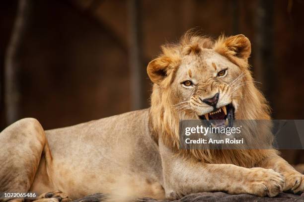 roaring/yawing male lion - lion roar fotografías e imágenes de stock