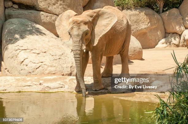 african elephant drinking - klapwieken stockfoto's en -beelden