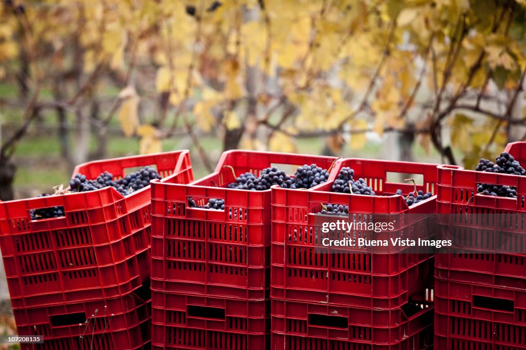 Barolo grape harvest