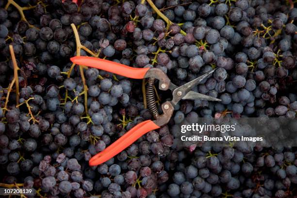 barolo grape harvest - vendimia fotografías e imágenes de stock