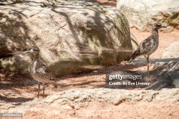 spotted thick-knee (burhinus capensis) birds - spotted thick knee stock pictures, royalty-free photos & images