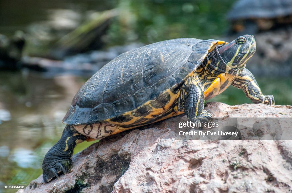 Turtle Side View High-Res Stock Photo - Getty Images