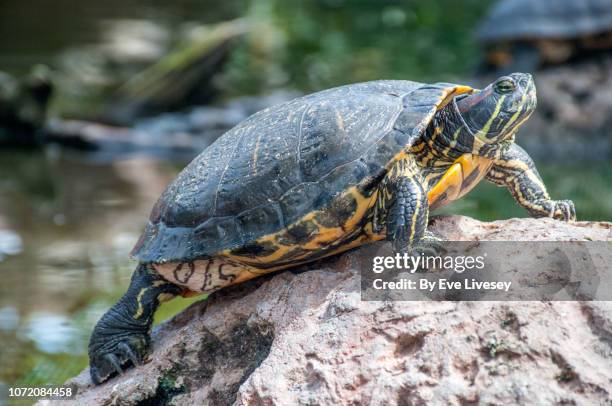 413 Turtle Shell Side View Stock Photos, High-Res Pictures, and Images ...
