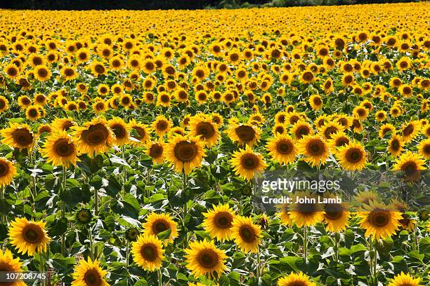 sunflower field - sunflower stock pictures, royalty-free photos & images