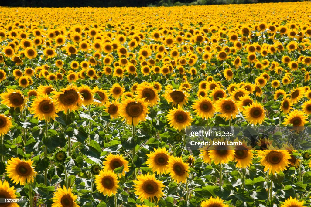 Sunflower field