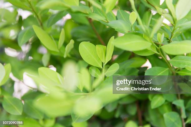 Cali, Colombia A close up on coca leaves in Cali Columbia at a street corner.