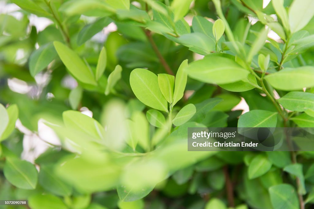 Coca leave in Cali, Colombia