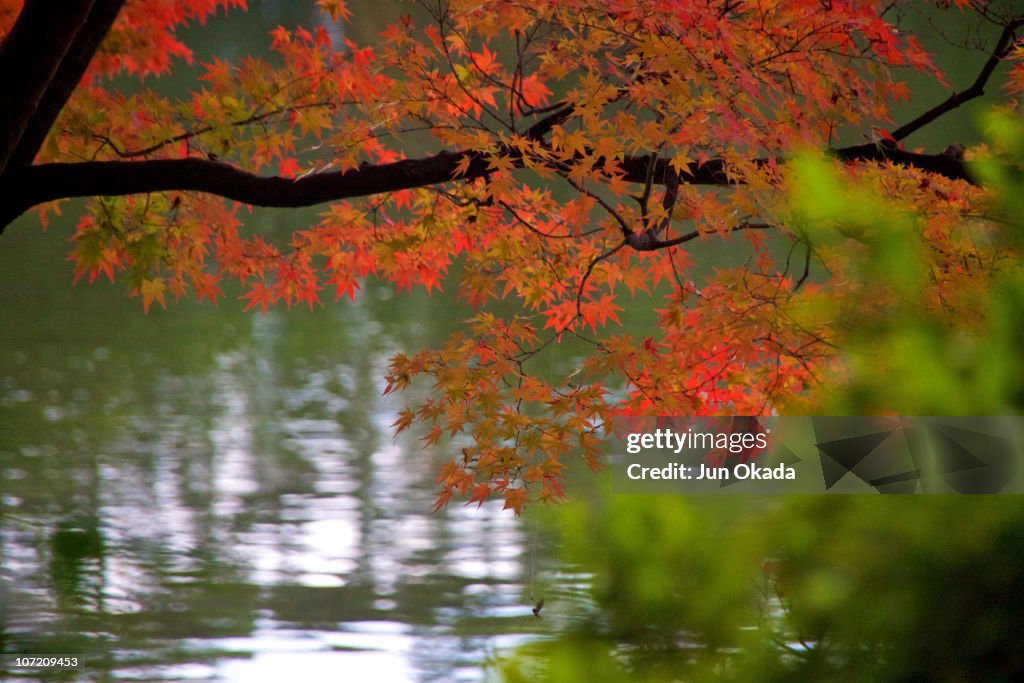 Japanese maple