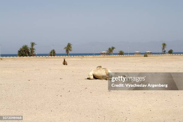 camel on the beach, nuweiba coast, egypt - nuweiba beach stock pictures, royalty-free photos & images