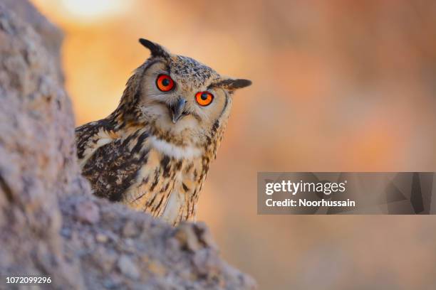 rock eagle owl, bengal eagle owl, eurasian eagle owl, indian eagle owl - strix stock pictures, royalty-free photos & images