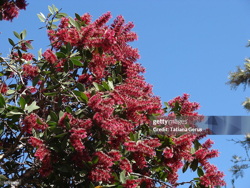 Red bottle brush flowers of Melaleuca tree