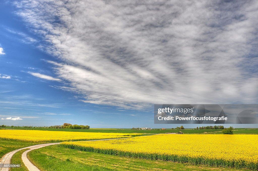 Yellow flowers giving green energy