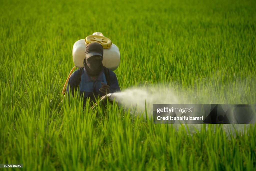 Unknown local farmer spraying pesticide on green paddy field in Selangor, Malaysia.